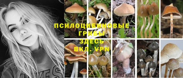 стаф Чекалин