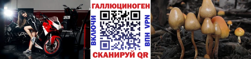 Псилоцибиновые грибы Psilocybine cubensis Курган