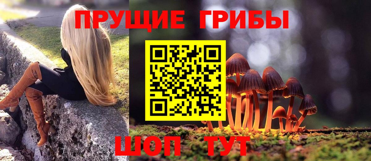 Галлюциногенные грибы Psilocybe Курган